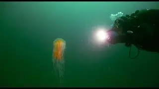 From Trash to Treasure: Trashy Waters Lead to Amazing Marine Life Encounters!