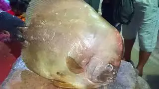 SPADE Fish (Ephippus orbis) Cutting in Fish Market