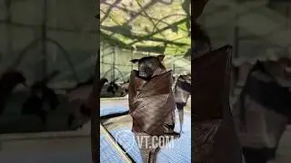 This Vampire Bat Had One Sip Too Many 😂🩸