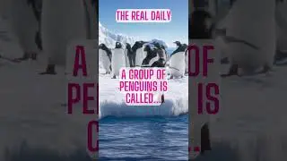 daily fact brought to you by The Real Daily #daily #facts #fun #wildlife