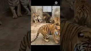 6 tigers  Vs 1 Male Lion 😥😥