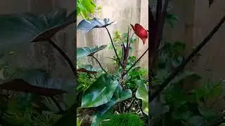 Royal queen Vs Dark Lord Philodendron  #shorts #tanamanhias #serupatapitaksama