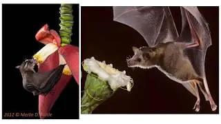 Pollination Syndromes: Bees, Birds, and Bats
