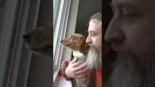 Просто вещи от Adora #погружениевмир #собаки #шорты #такса