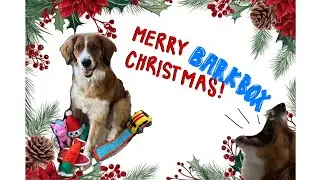 December 2023 DOUBLE BARK BOX #review #barkbox