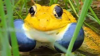 Indian Bullfrog Amazing Yellow Colour