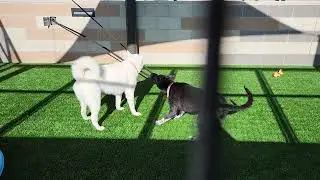 Chrissy/Missy & Jody/Jordan Play Tug