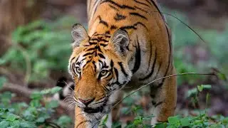 Tiger and lion king animals $500000