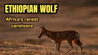 Ethiopian wolf (Canis semensis): Africa's rarest carnivore