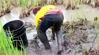 Amazing fishing in battambang province   khmer net fishing   traditional fishing  2017
