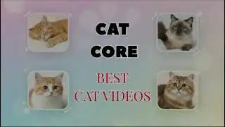 THE BEST 20 SHORT CAT VIDEOS - WATCH BEST CAT MOMENTS❤️😍😊 #cats #cute #funny 