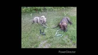 Connecticut Dog Trainers/Bristol Dog Trainer-one year old Silver Lab, Goose.