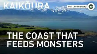 Modern Dinosaurs: Life and Death in New Zealand’s Violent Seas | Full Documentary