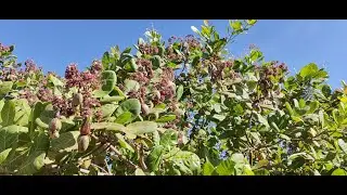 interview of field testing cashew fertilizer