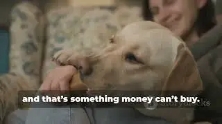 DIY Dog Toys You Can Make at Home!