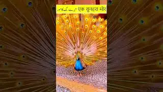 golden peacock  سنہرے  رنگ کا مور  एक सुनहरा मोर #shorts #youtubeshorts #trending #viral #shortvideo