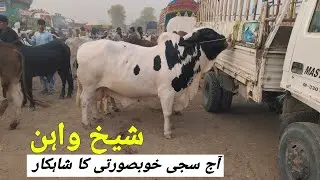 Sheikhwan Mandi Frish Update 4 May 2025 | @MandiBoy8080  | Zeeshan Khan