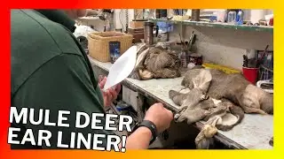 The Easy Way To Install Deer Ear Liners