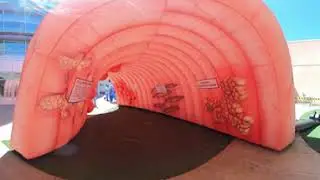 Touring the Mega Colon