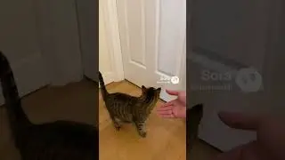 I Changed My Mind #cats #cat #cutecats #funnycats
