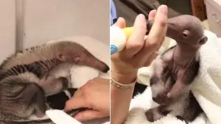 Rare Twin Baby Anteaters Anxiously Await the Moment They Can Be Reunited