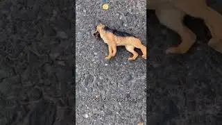 Așa c&acirc;ini fără stăp&acirc;n să tot găsesc...#dog #dogs #adoptdontshop #tudorestischimbarea #shorts