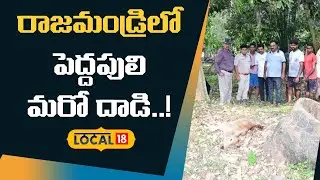 Tiger Attacks Continue In Andhra Pradesh | రాజమండ్రిలో పెద్దపులి మరో దాడి..! | #local18v