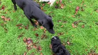 Inessa en de grote hond Luna