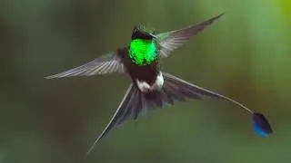 #FlyingFriday: The Slow-Motion Art of Birds Flying