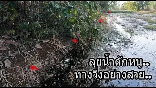 ลุยน้ำดักหนูนา ทางวิ่งงามๆแบบนี้..!! ยังไงก็บ่มีทางพลาด...