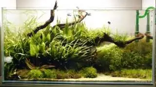 Akwarium Narturalne - peHa:68