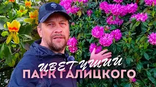 Влог #125: ПАРК ГАЛИЦКОГО цветёт | Новости строительства новых очередей
