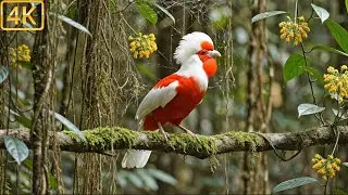 Sacred Voices: The Ancient Songs of 100 Birds Believed to Bring Eternal Luck 🕊️✨
