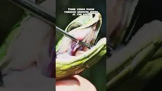 Different types of snake fangs and how they work. #snake #venom #fang #cobra #mustwatch #animals
