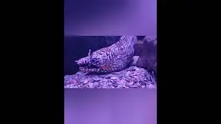 nature | moray eel | eel | marine creature | under ocean | real clip | relaxing | 🐟🌊🏝️🤩😍🥰❤️💕