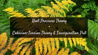 Root Pressure Theory + Cohesion-Tension Theory & Transpiration Pull (Pre-U Biology)