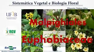Disciplina Sistem&aacute;tica Vegetal 2021. Ordem Malpighiales, com &ecirc;nfase em Euphorbiaceae
