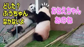 【楓浜鳴きながら言い上げる】子パンダ楓浜 結浜が私じゃないの？呆れ顔 竹なくなり結ネエに鳴いて訴える