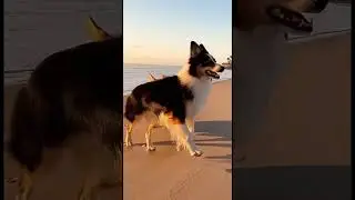 FurVibes: Slow-Motion #Dogs Running on the Beach #shorts
