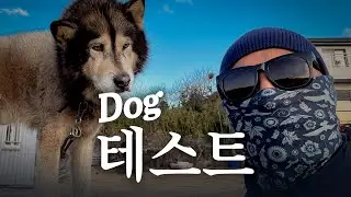 Can a dog recognize a person even if their face is covered and they don&rsquo;t speak?