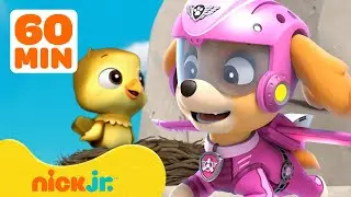 PAW Patrol Skye's Best Rescues & Adventures! 🛫 1 Hour Compilation | Nick Jr.
