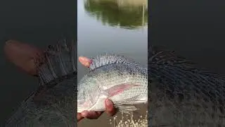 500Gram Talapia Fish