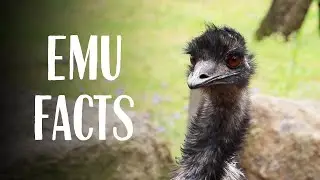 Emu Facts with Keeper Ally at Taronga Western Plains Zoo