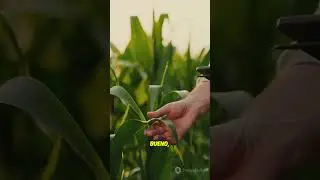 Prop&oacute;leo como armadura