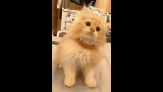 mpus walken event Halloween (miiaaaww) 😻😻 #kucing #nft #walken