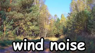 Relaxing wind noise in the forest  how the trees rustle