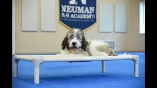Rover (St. Berdoodle) Puppy Camp Dog Training Video Demonstration