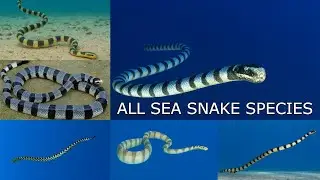 All SEA SNAKE Species