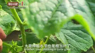 Granular water-soluble fertilizer Cocoly helps cucumber farmer get a good harvest. #cocoly #agro