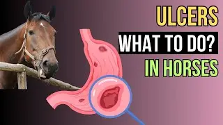 Gastric Ulcers in HORSES - A Comprehensive Guide